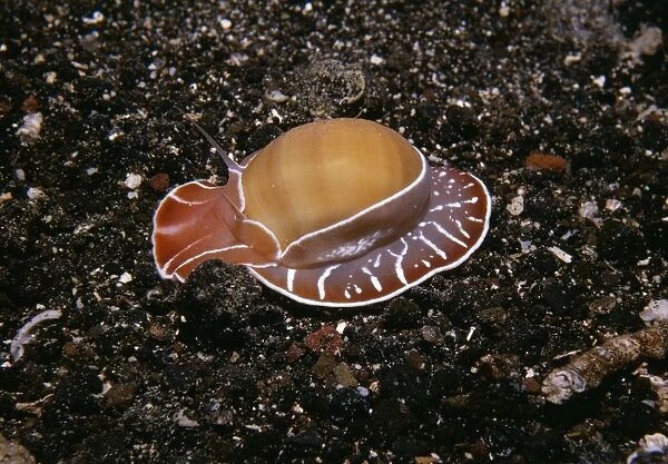 Moon Sea Snail Indo Pacific, Papua New Guinea