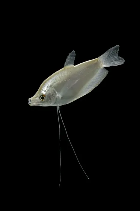 Framed Print : Moonlight gourami – male side view – black background - tropical freshwater – SE Asia 002104 Framed Print : Moonlight gourami – male side view – black background - tropical freshwater – SE Asia 002104