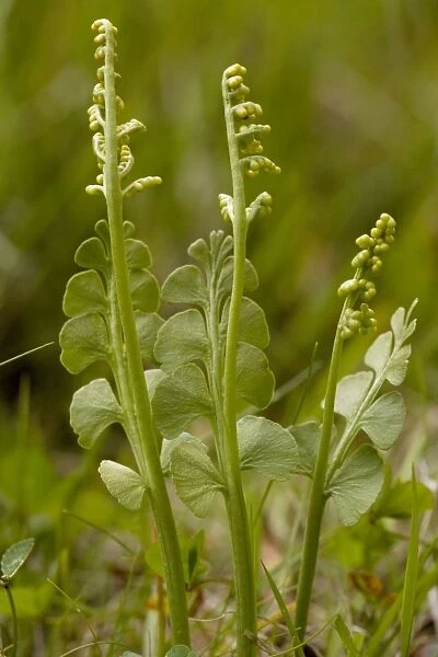 Moonwort (Botrychium lunaria); an unusual fern. With fertile fronds. Scotland