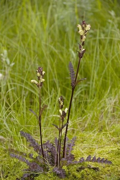 Moor-king (Pedicularis sceptrum-carolinae). A northern lousewort, Sweden