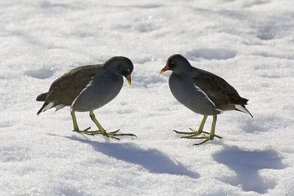 Moorhen - 2 birds standing in snow, Lower Saxony, Germany