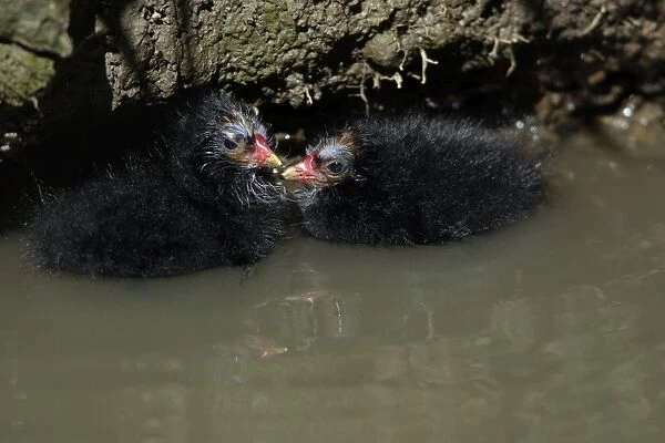 Moorhen-2 chicks huddled together in a stream, Northumberland UK