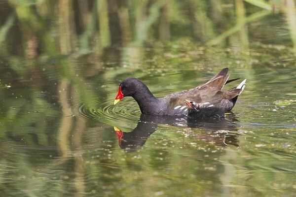 Moorhen - with chick - Suffolk UK 12058