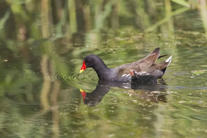 Framed Print : Moorhen - with chick - Suffolk UK 12058 Framed Print : Moorhen - with chick - Suffolk UK 12058