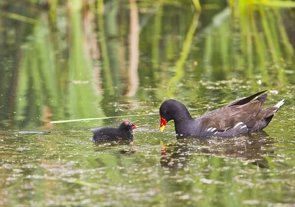 Moorhen - with chick - Suffolk UK 12060
