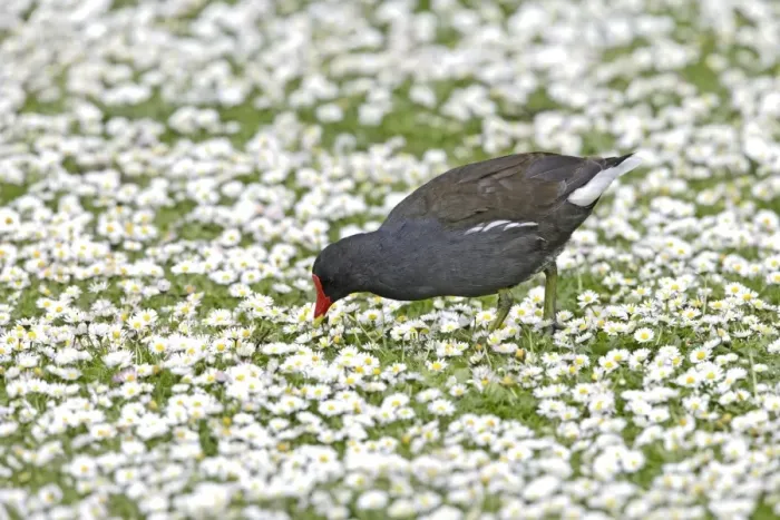 Framed Print : Moorhen - feeding amongst daisies - Hertfordshire - UK 007411 Framed Print : Moorhen - feeding amongst daisies - Hertfordshire - UK 007411