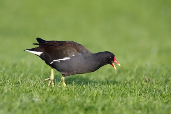 Framed Print : Moorhen - feeding on river bank, Northumberland, England