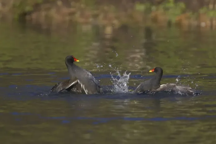 Framed Print : Moorhen - Fighting Sussex, UK BI006726 Framed Print : Moorhen - Fighting Sussex, UK BI006726