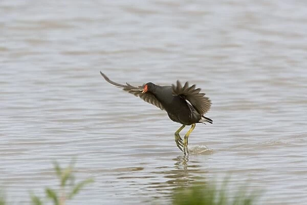 Moorhen - Flying over water with legs dangling and food in mouth Lakes & rivers, Norfolk UK