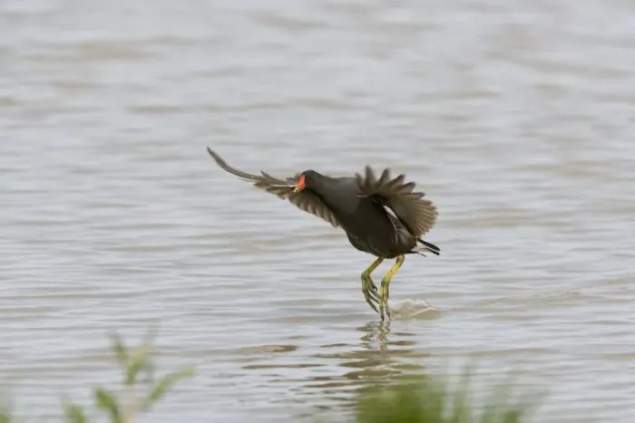 Framed Print : Moorhen - Flying over water with legs dangling and food in mouth Lakes & rivers, Norfolk UK Framed Print : Moorhen - Flying over water with legs dangling and food in mouth Lakes & rivers, Norfolk UK