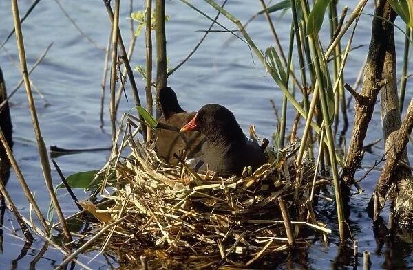 Moorhen - incubating eggs on nest