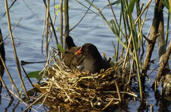 Framed Print : Moorhen - incubating eggs on nest Framed Print : Moorhen - incubating eggs on nest