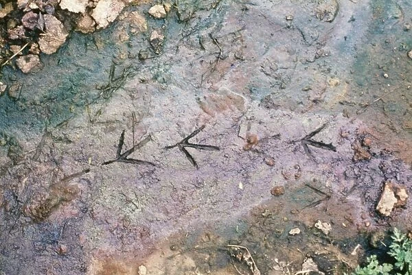 Moorhen KH 191 Walking tracks in mud Gallinula chloropus © Ken Hoy  /  ARDEA LONDON