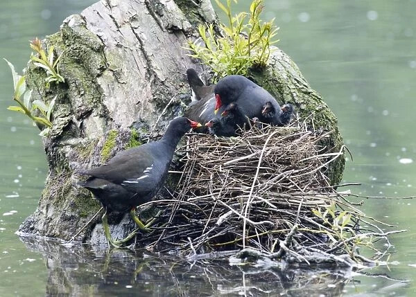 Moorhen - pair at nest tending chicks