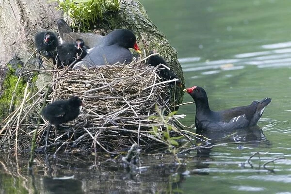 Moorhen - parent birds tending chicks at nest