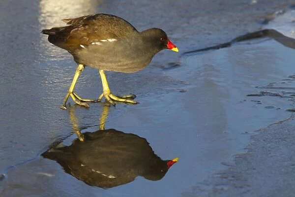Moorhen - Single adult bird on ice covered lake with reflection. England, UK