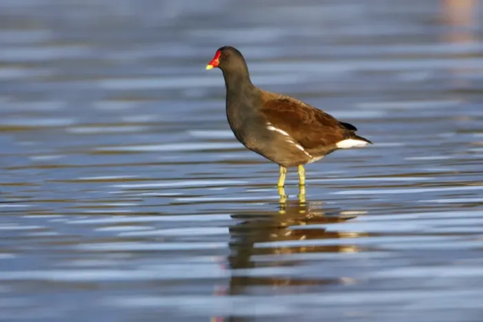 Framed Print : Moorhen - standing in shallow lake, Northumberland, England Framed Print : Moorhen - standing in shallow lake, Northumberland, England