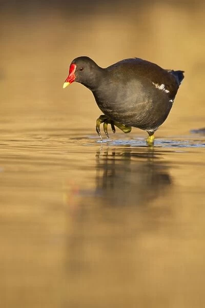 Moorhen - walking though golden coloured water in early morning sunshine - Cannock - Staffordshire - England