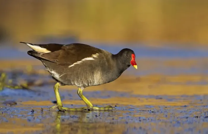 Framed Print : Moorhen - walking on thin ice in early morning light - December - Cannock - England Framed Print : Moorhen - walking on thin ice in early morning light - December - Cannock - England