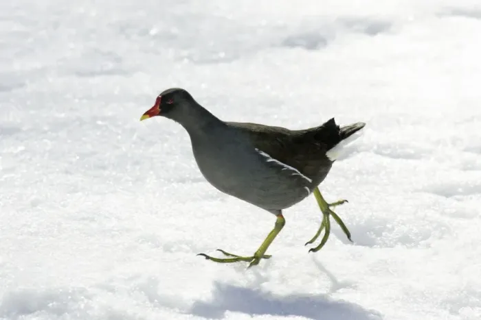 Framed Print : Moorhen - walking through snow, Lower Saxony, Germany Framed Print : Moorhen - walking through snow, Lower Saxony, Germany