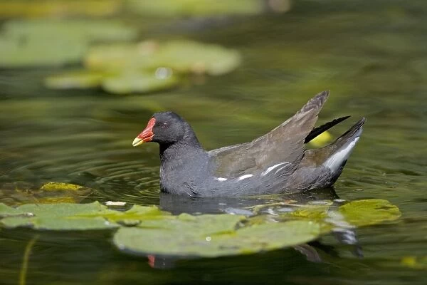 Moorhen - In water - England - UK - Found in fresh water from small pools to large lakes or rivers - Require good plant cover - Big feet with long spread toes enables them to wade- swim-walk and run on flat ground