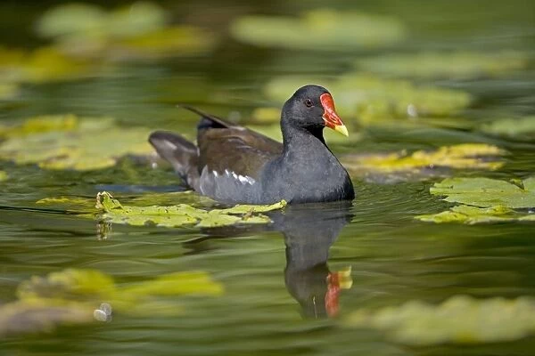 Moorhen - In water - England - UK - Found in fresh water from small pools to large lakes or rivers - Require good plant cover - Big feet with long spread toes enables them to wade- swim-walk and run on flat ground
