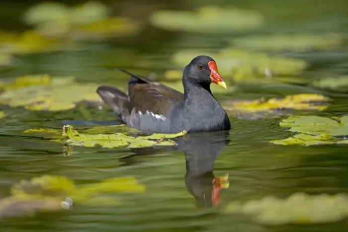 Framed Print : Moorhen - In water - England - UK - Found in fresh water from small pools to large lakes or rivers - Require good plant cover - Big feet with long spread toes enables them to wade- swim-walk and run on flat ground Framed Print : Moorhen - In water - England - UK - Found in fresh water from small pools to large lakes or rivers - Require good plant cover - Big feet with long spread toes enables them to wade- swim-walk and run on flat ground