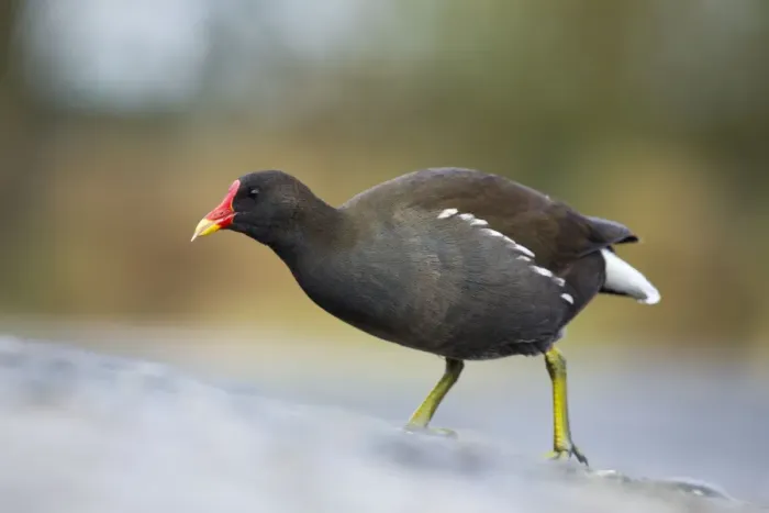 Framed Print : Moorhen - winter - UK Framed Print : Moorhen - winter - UK