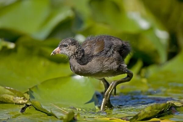 Moorhen - Young - England - UK - Walking on lily pads - Found in fresh water from small pools to large lakes or rivers - Require good plant cover - Big feet with long spread toes enables them to wade- swim-walk and run on flat ground