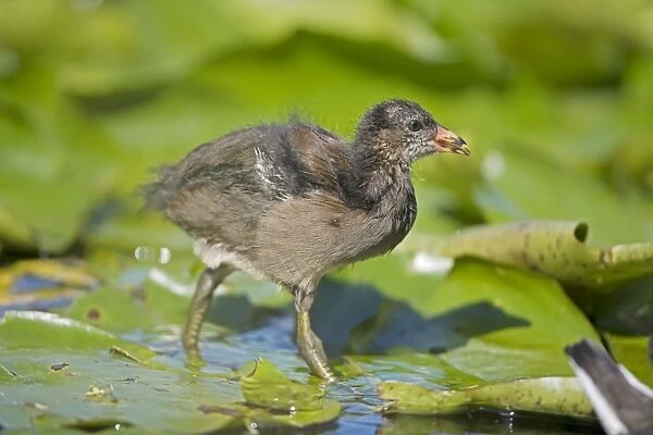 Moorhen - Young - England - UK - Walking on lily pads - Found in fresh water from small pools to large lakes or rivers - Require good plant cover - Big feet with long spread toes enables them to wade- swim-walk and run on flat ground