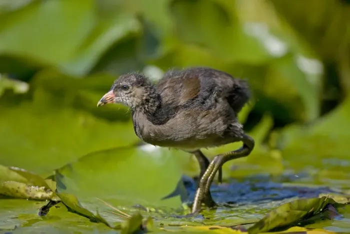 Framed Print : Moorhen - Young - England - UK - Walking on lily pads - Found in fresh water from small pools to large lakes or rivers - Require good plant cover - Big feet with long spread toes enables them to wade- swim-walk and run on flat ground Framed Print : Moorhen - Young - England - UK - Walking on lily pads - Found in fresh water from small pools to large lakes or rivers - Require good plant cover - Big feet with long spread toes enables them to wade- swim-walk and run on flat ground