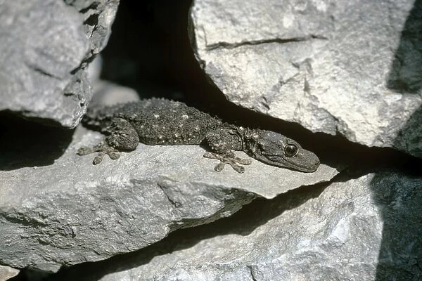 Moorish Gecko - immature - Italy