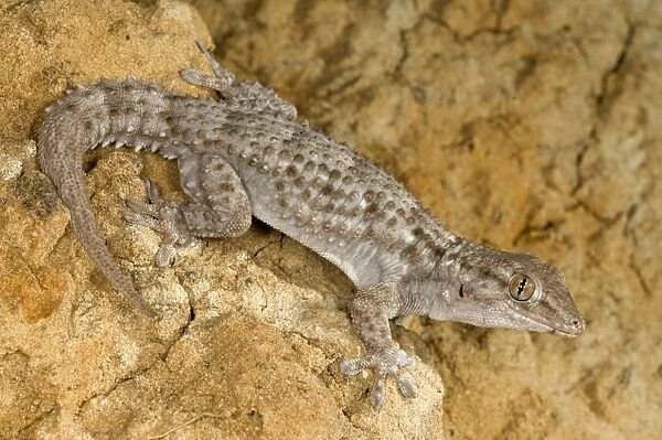 Moorish Gecko - Italy