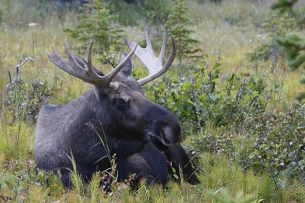 Moose - 3-4 year old male - Alaska