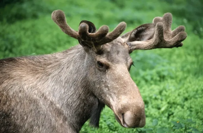 Framed Print : Moose ME 351 Male, aka Elk - Sweden Alces alces © Johan De Meester  /  ARDEA LONDON