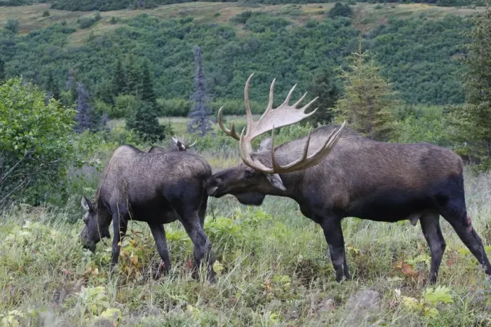 Framed Print : Moose - 5-7 year old male and female - Seward Peninsula - Alaska Framed Print : Moose - 5-7 year old male and female - Seward Peninsula - Alaska