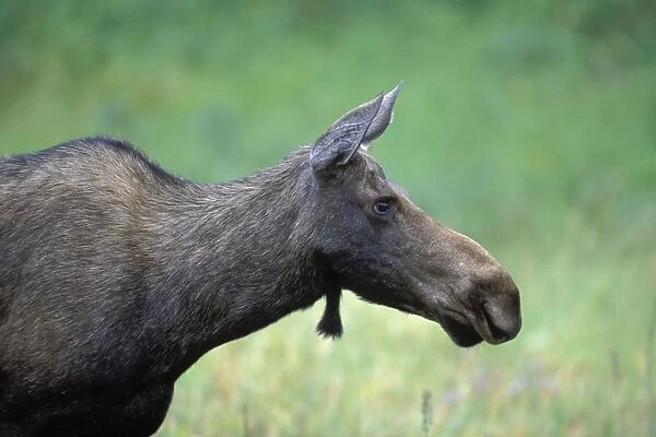 Moose - Adult female - Yellowstone National Park - Montana - USA