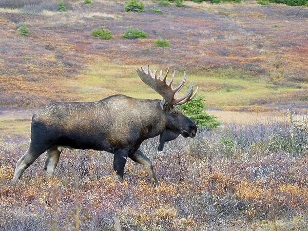 Moose - bull - Alaska