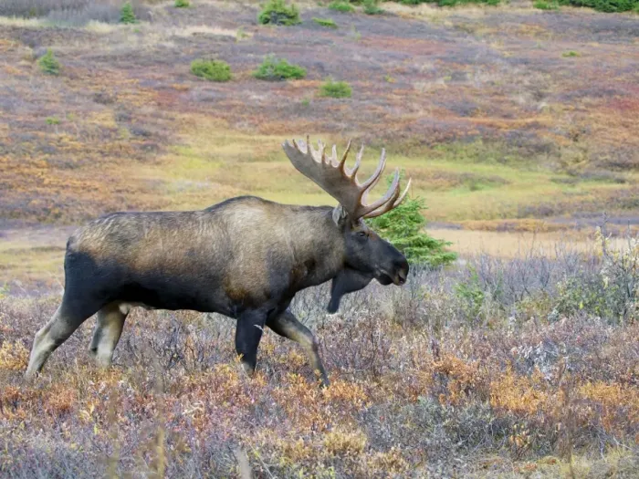 Framed Print : Moose - bull - Alaska Framed Print : Moose - bull - Alaska