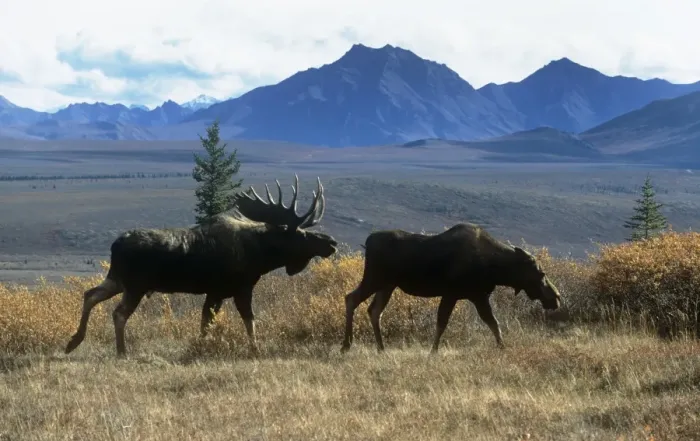 Framed Print : Moose - bull courting cow in taiga - Denali National Park - Alaska Framed Print : Moose - bull courting cow in taiga - Denali National Park - Alaska