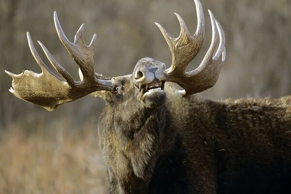 Moose - Bull sniffing the air during the fall mating season. Most likely trying to locate a receptive cow moose. MM292