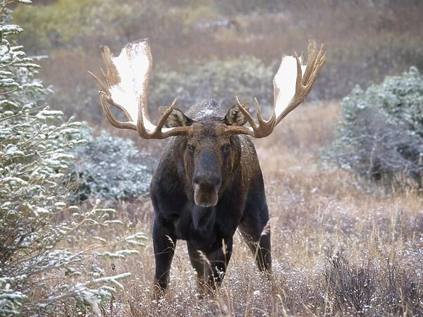 Moose - bull with snow on his antlers, Alaska