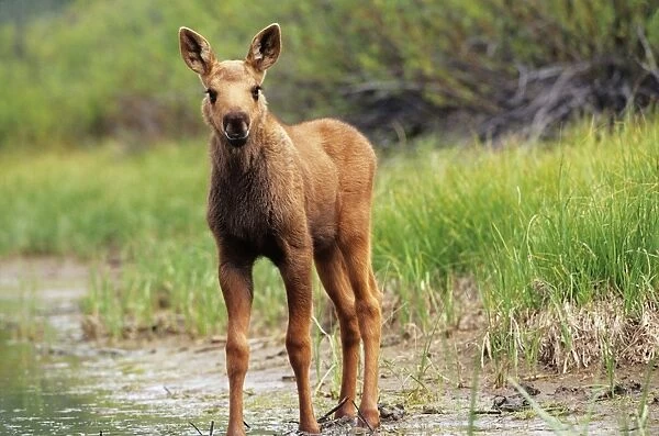 Moose - calf Wyoming, USA