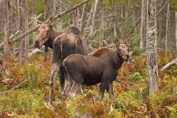 Moose - cow and calf -Gros Morne National Park - Canada