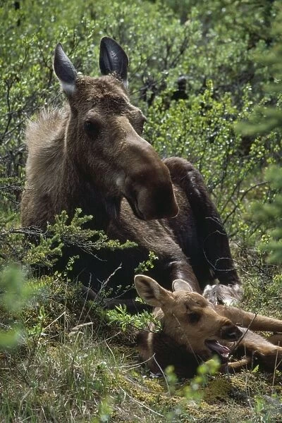 Moose - cow resting with calf  