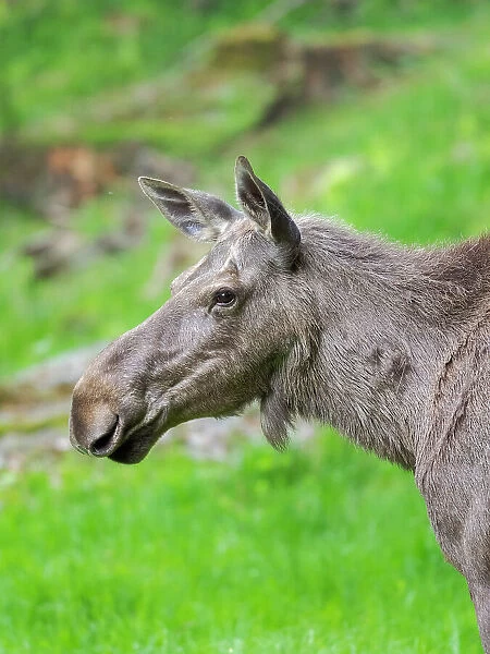 Moose or Elk. Enclosure in the Bavarian Forest National Park, Germany, Bavaria Date: 05-06-2021