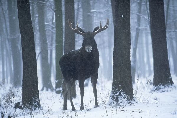 Moose  /  Elk - in snow - Europe