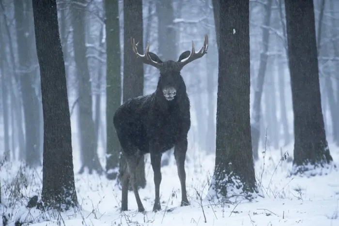 Framed Print : Moose / Elk - in snow - Europe Framed Print : Moose / Elk - in snow - Europe