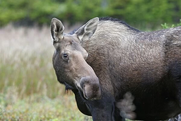 Moose - female - Alaska