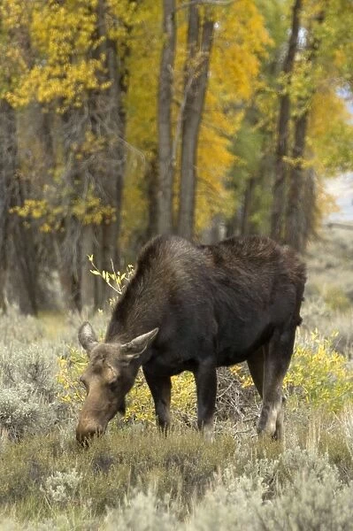 Moose Female grazing Grand Teton NP USA